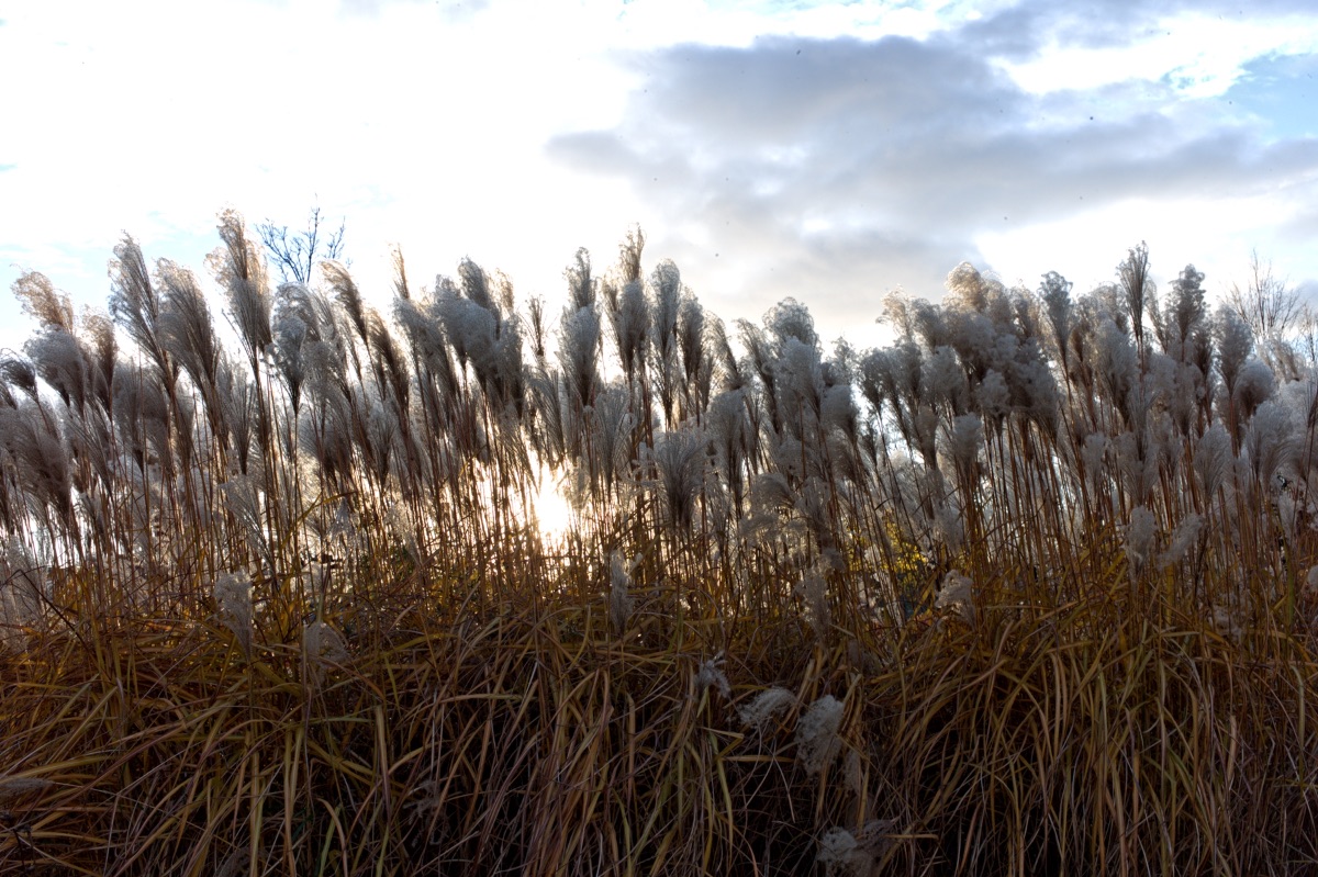 M Vision 2016 - Ciel bleu sur Griffintown